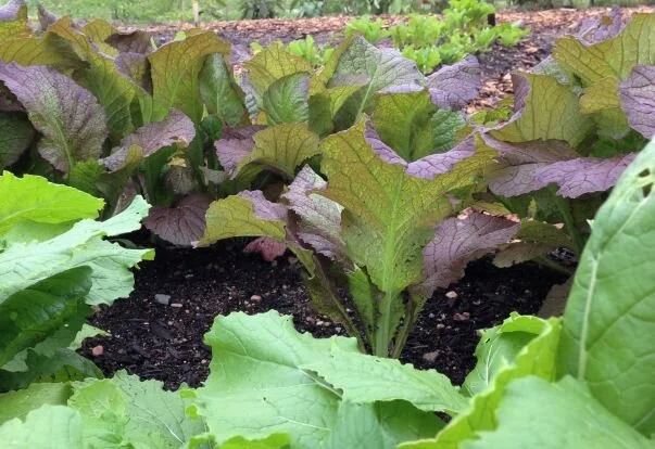spring mustard and turnip greens for web.JPG