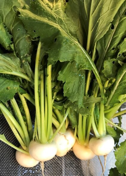 salad turnips photo for web.JPG