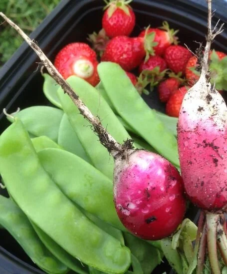 Have a plot or garden pot available? Time for direct seeding! 