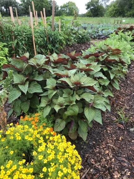 Shiso and Gem Marigolds