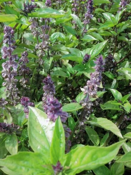 Thai basil