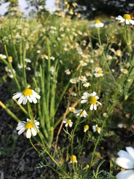 Chamomile