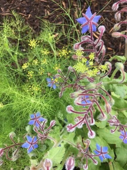 Warm Season plants can be "wintersown in April 