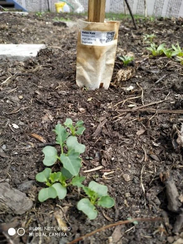 kale sprouting.jpg