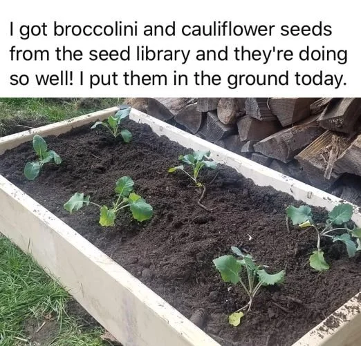 seedlings from opob.jpg