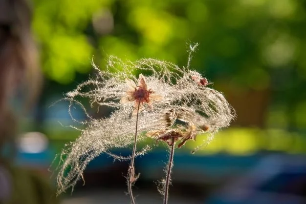 Seeds_Prairie Smoke-6100.jpeg.jpg