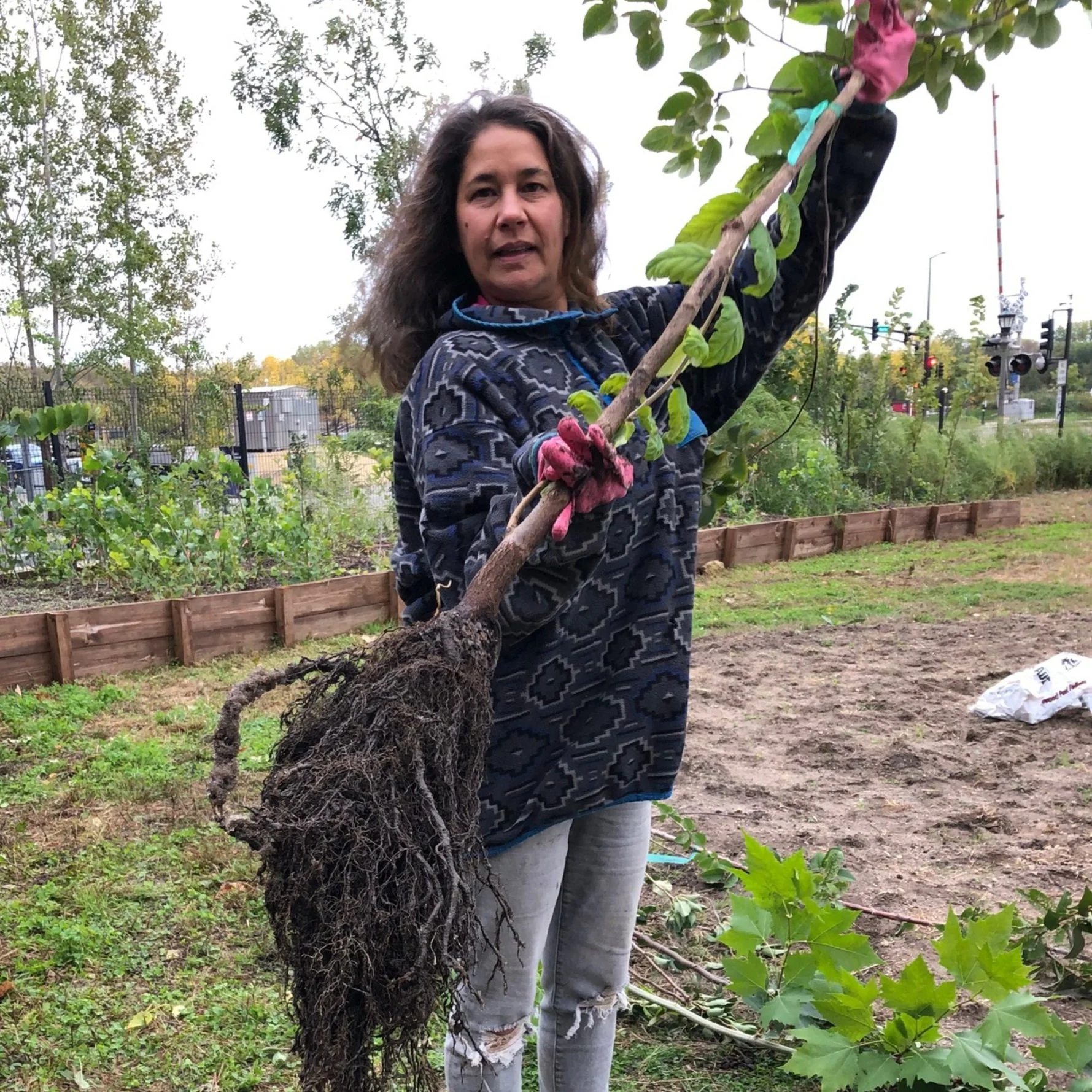Free Trees for canopy equity in the Midway: Gravel bed program born in 2021