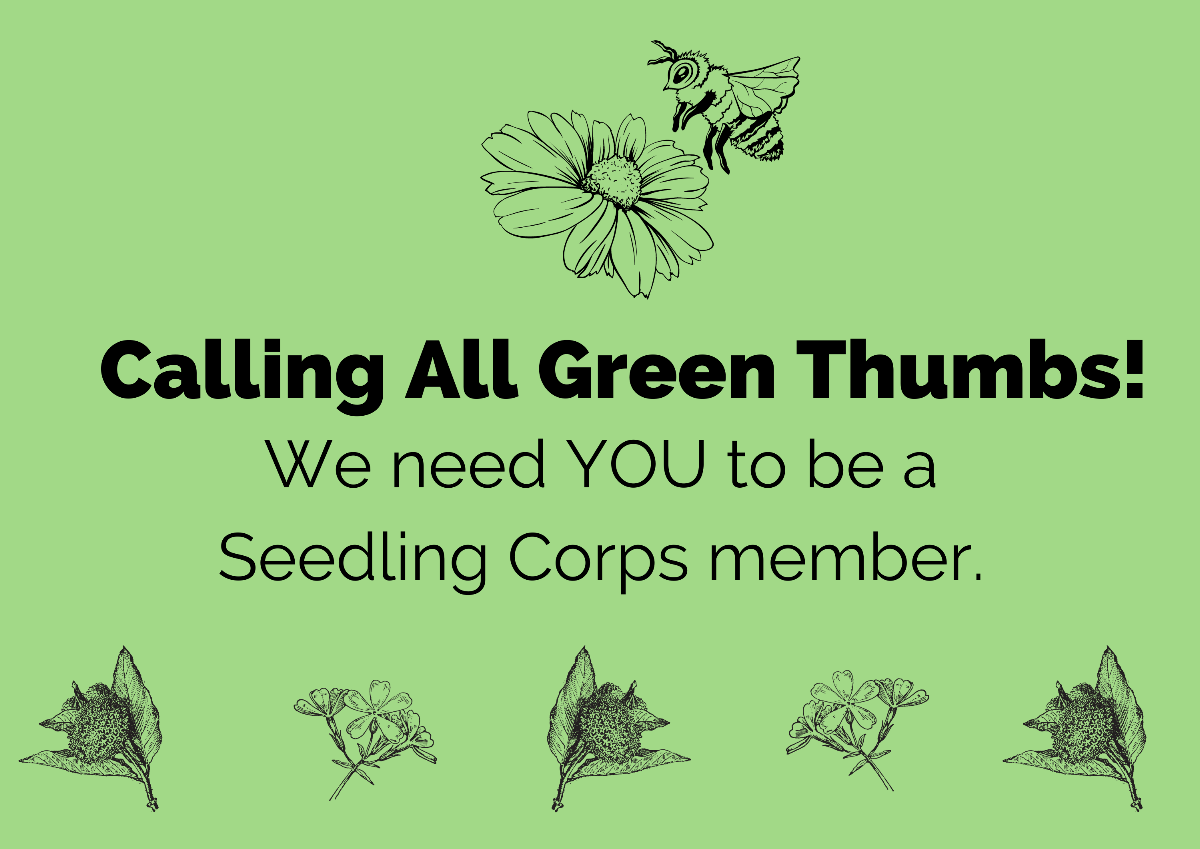 Seedling Corps volunteers for summertime pollinator plant care are needed