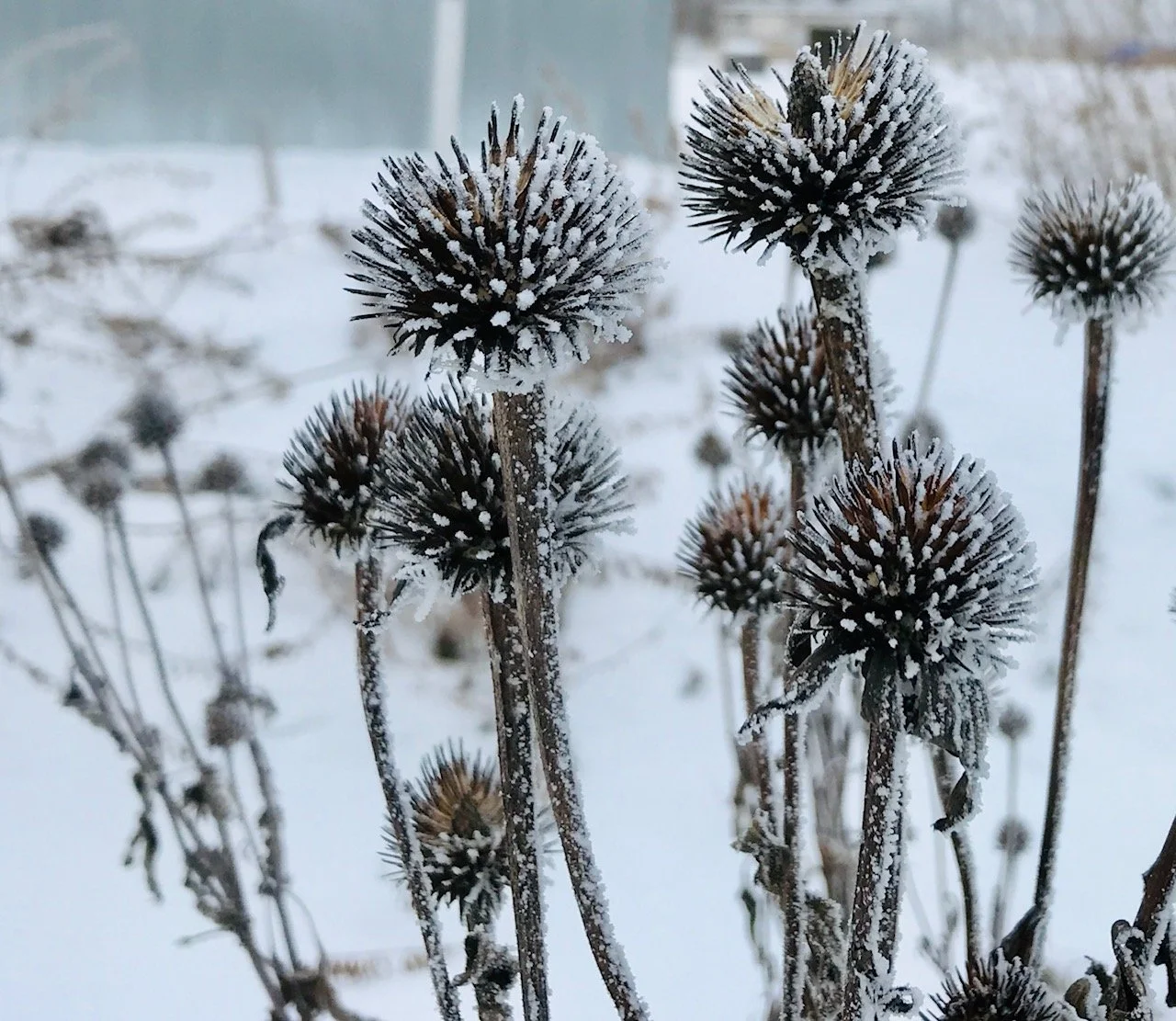 Join the snow seeding activity at Pierce Butler Meadow