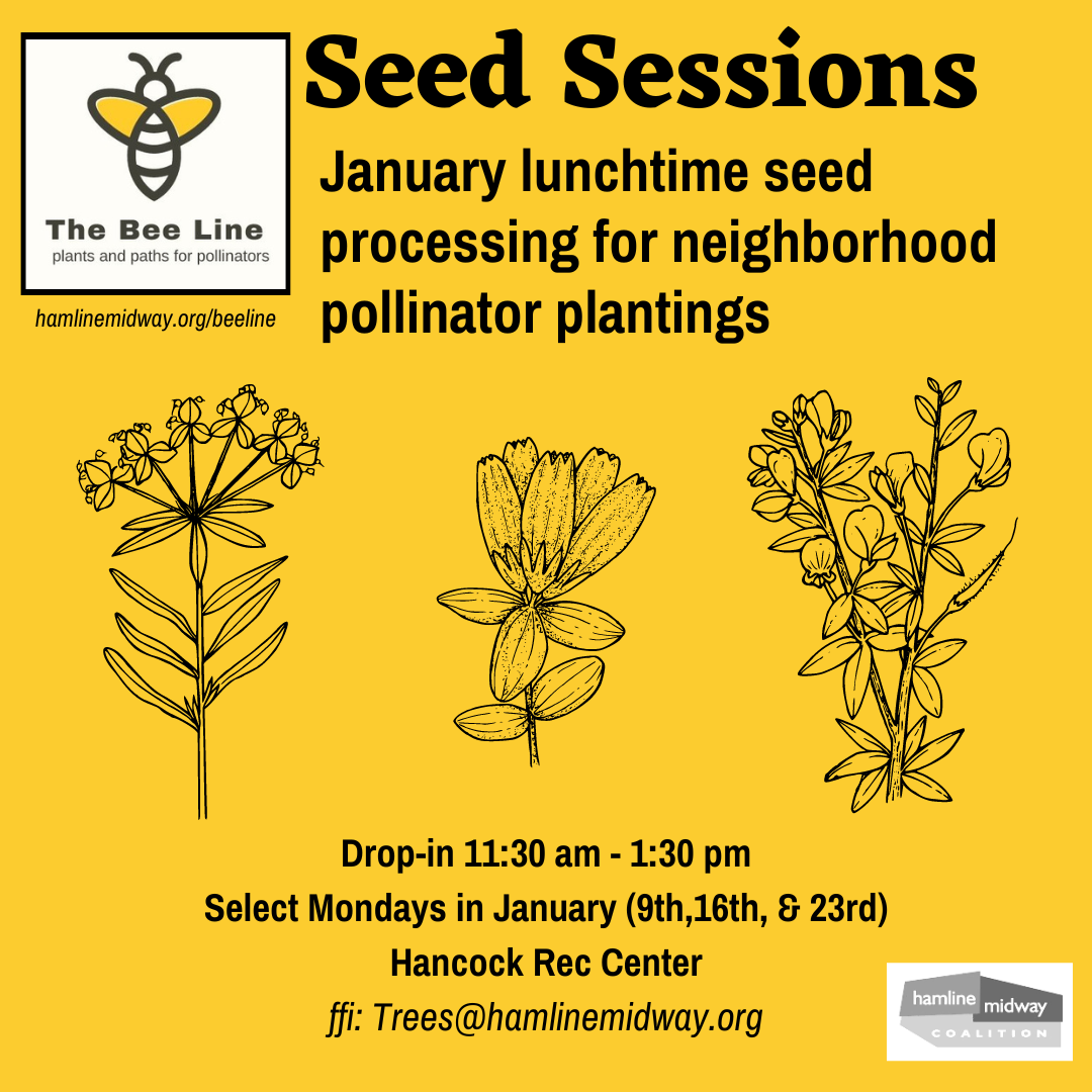 The Bee Line&nbsp; January Lunchtime Seed Sessions