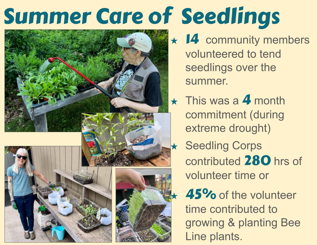 Summer Care of  Seedlings