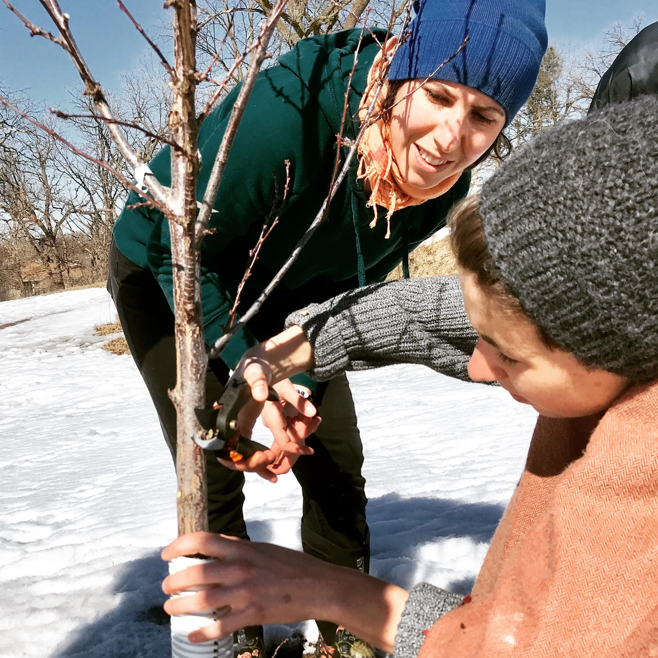 Developmental Pruning of Young Trees: A Hands-On Workshop for Midway and Frogtown Residents