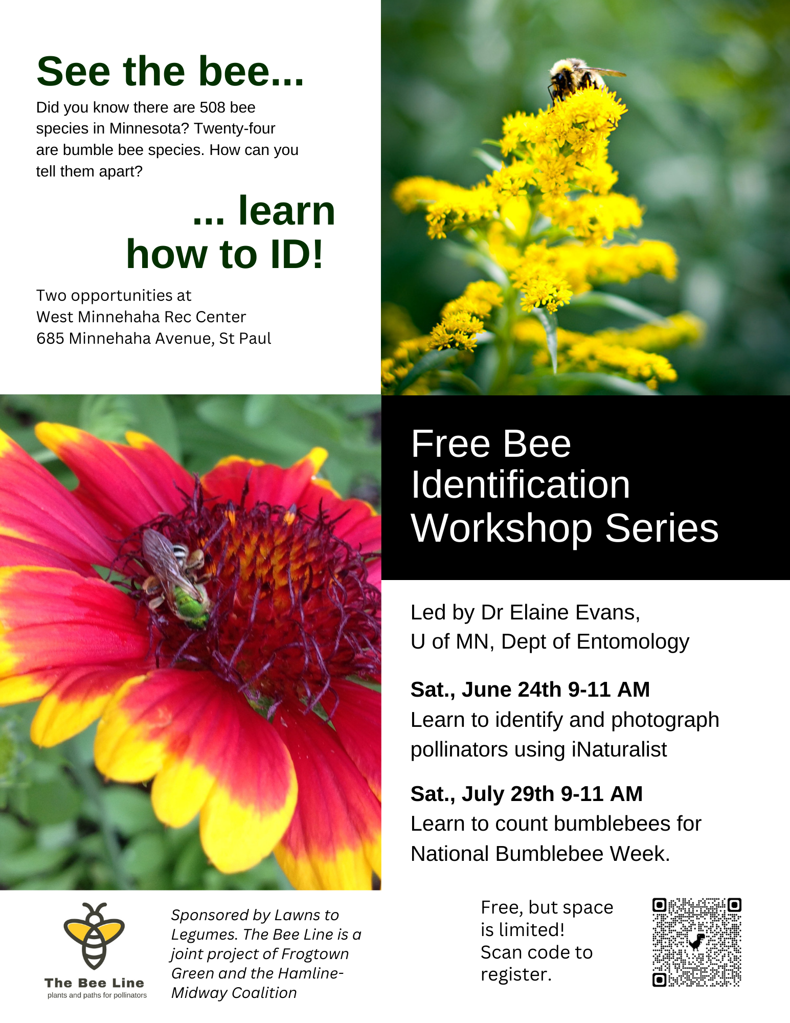 Free Bee identification workshop series for the Frogtown and Midway communities