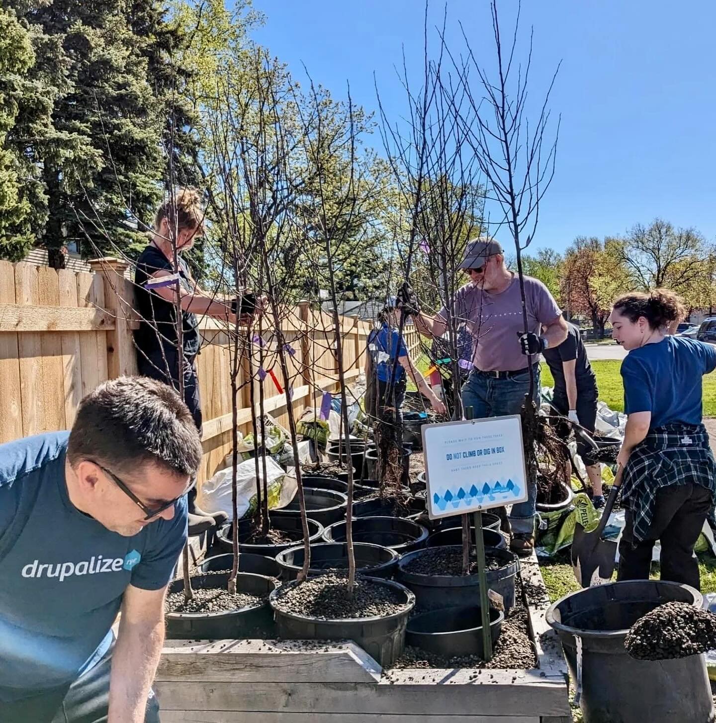 Weekend of establishing  #futureshade with a Sunday installation of #bareroottrees into the #hamlinemidwayenvironmentcommittee #gravelbed . At the end of the season these will get planted into yards in the #midwayneighborhood to combat the impact of 