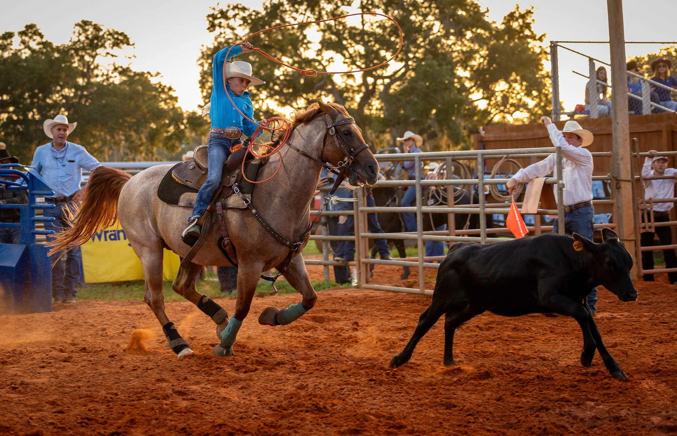 A young girl riding a horse during a rodeo, chasing a black calf on the dirt arena at sunset, with cowboys and spectators in the background.