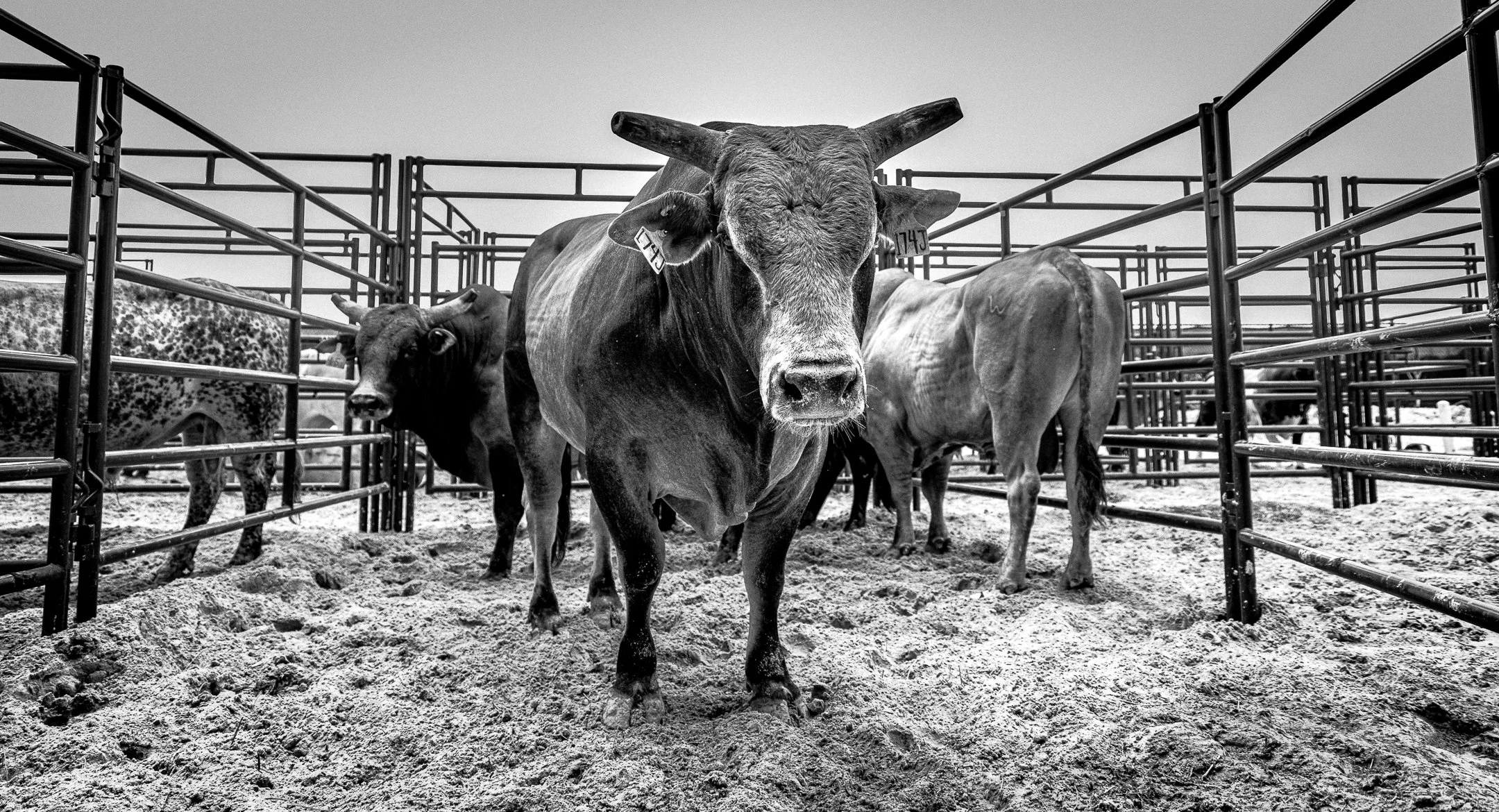 Black and white photo of cows inside a metal pen on sandy ground.