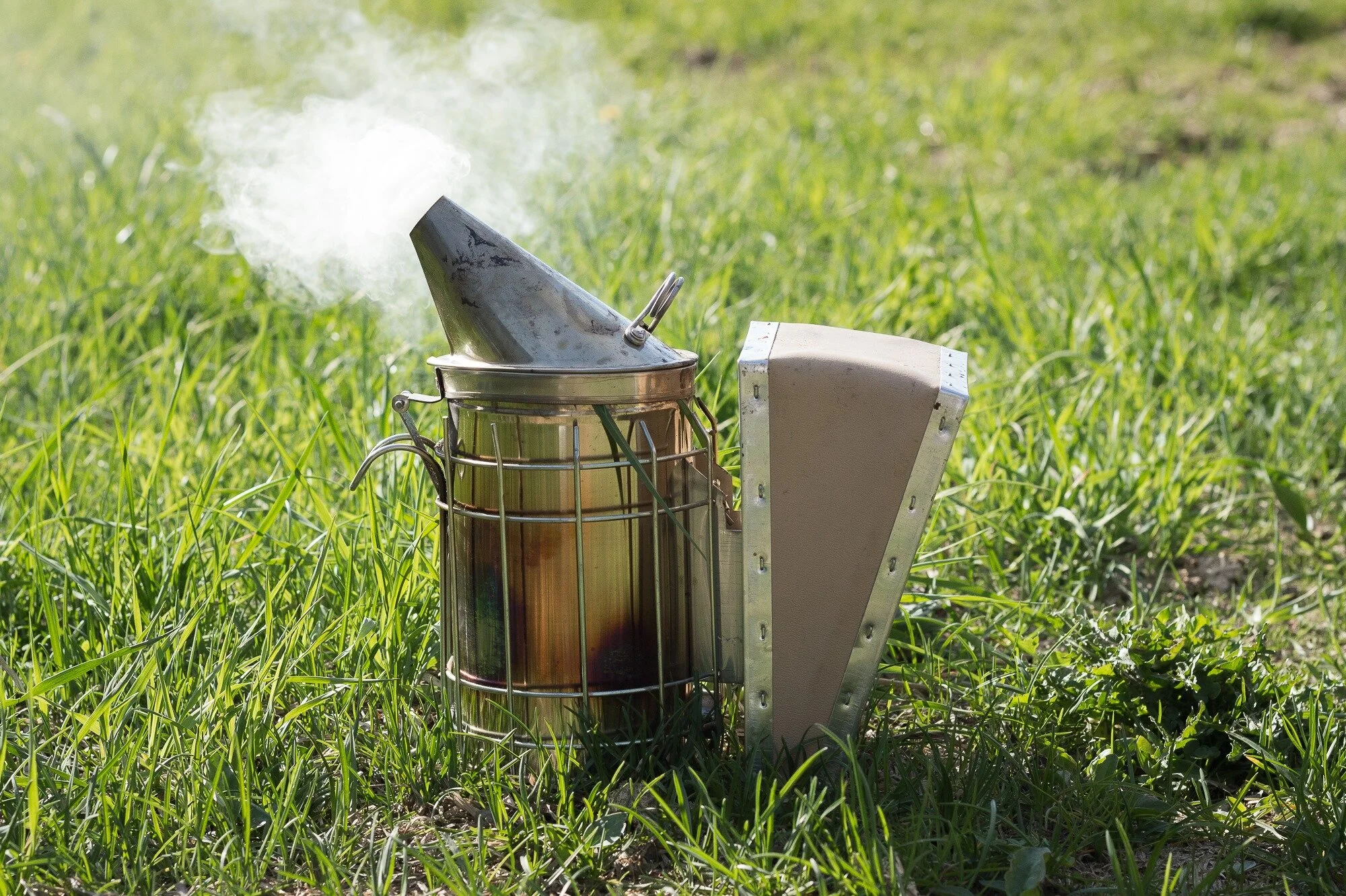 L’été, saison productive pour les abeilles