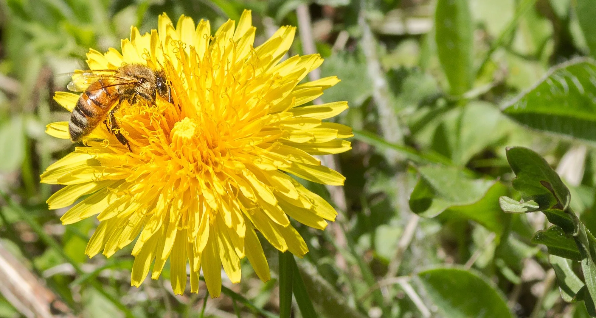 Les fantastiques secrets de la ruche : le miel, la propolis et le venin
