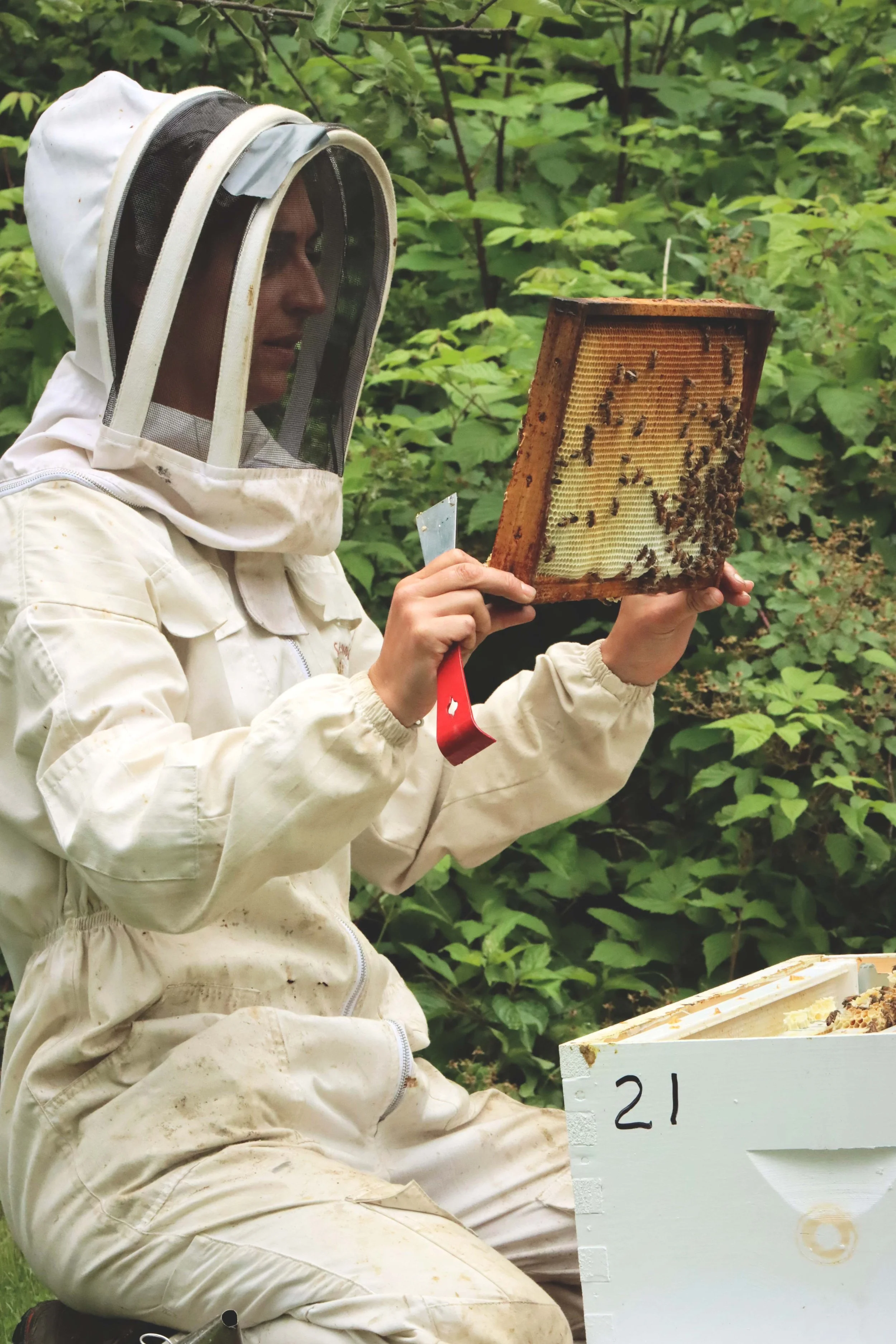 2021, une saison record pour nos colonies d’abeilles