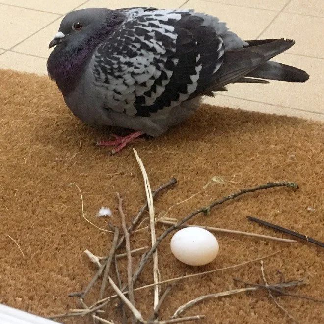 lazy-nest3.jpg