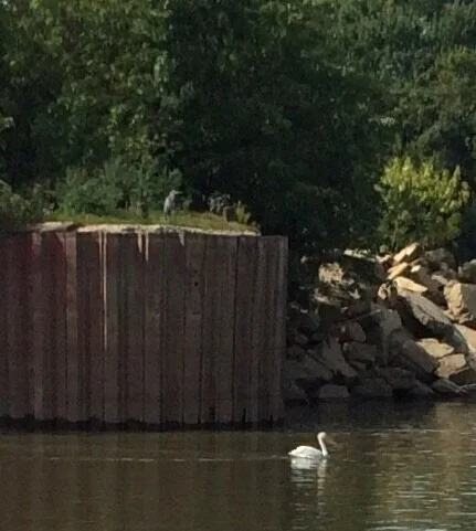 Day 5 - The Blue Duck