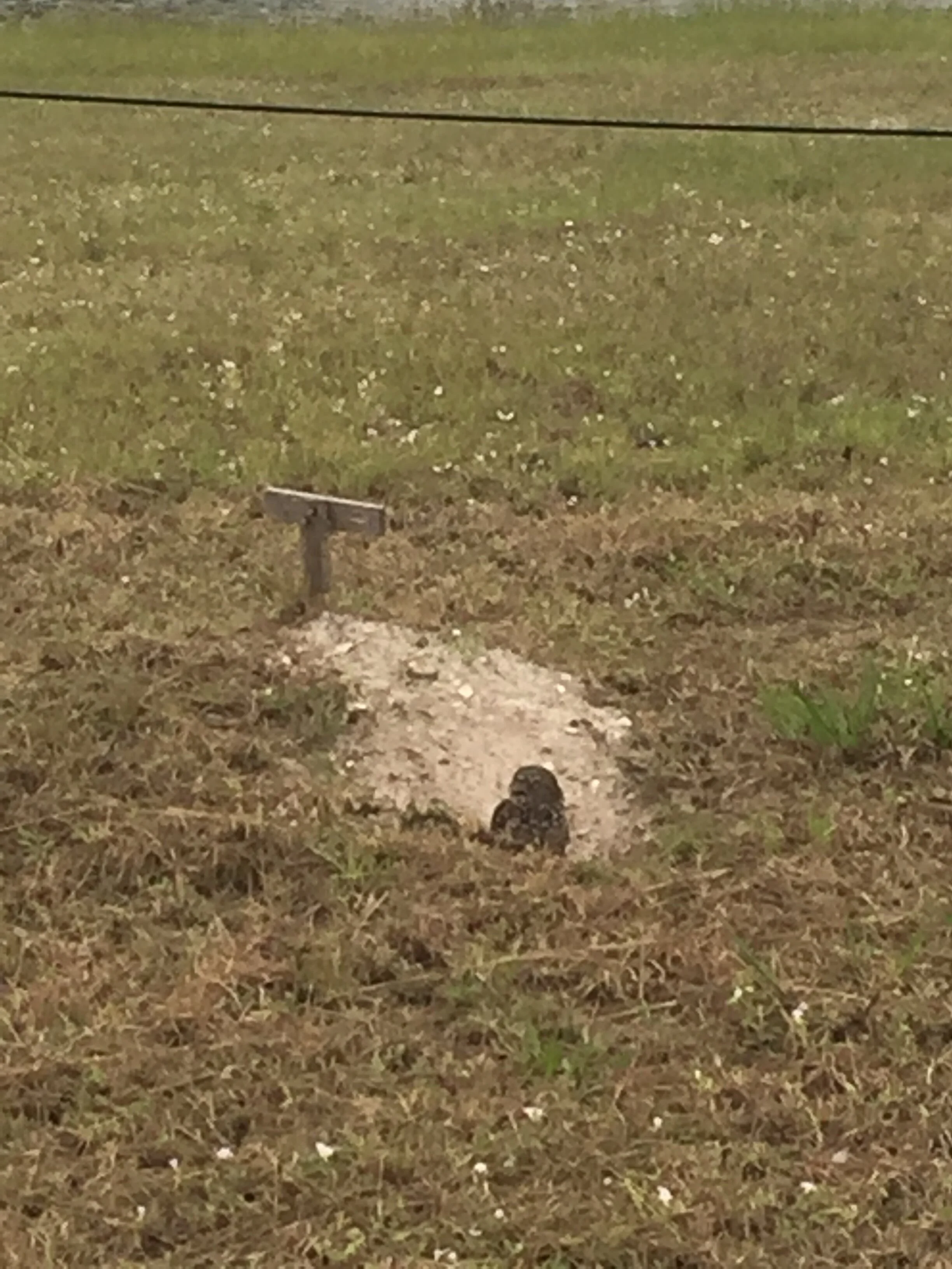 Day 79 - Wildlife and Friends