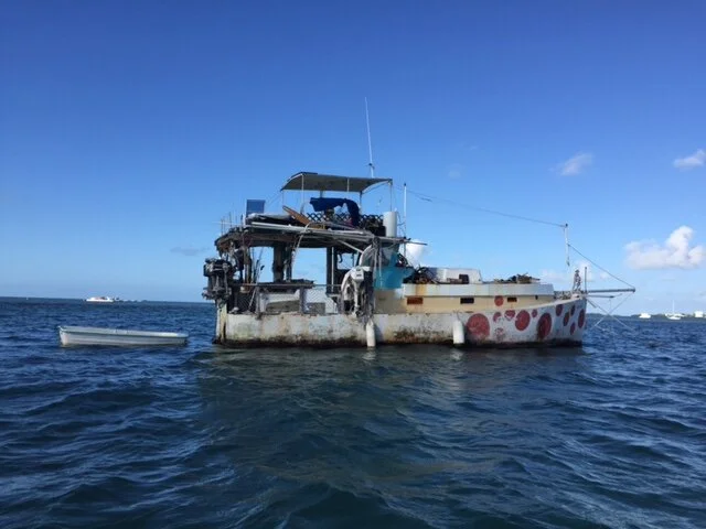 Day 85 - Green Parrot