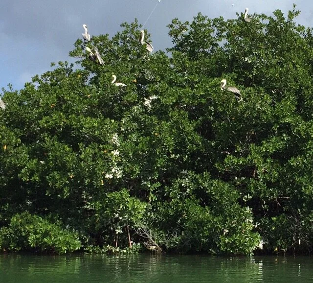 Day 102 - Cap't John's Greyhound V