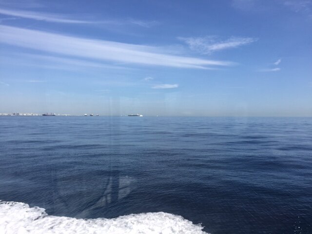 Day 162 - Bull Sharks