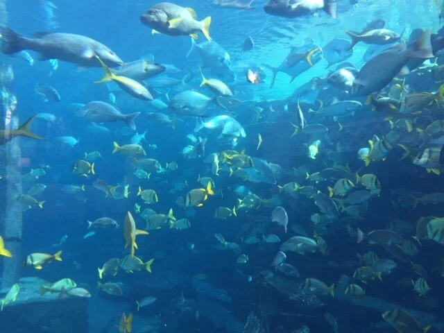 Day 177 - Nassau Harbour Control