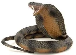 Tips on how to eat the still beating heart of a cobra