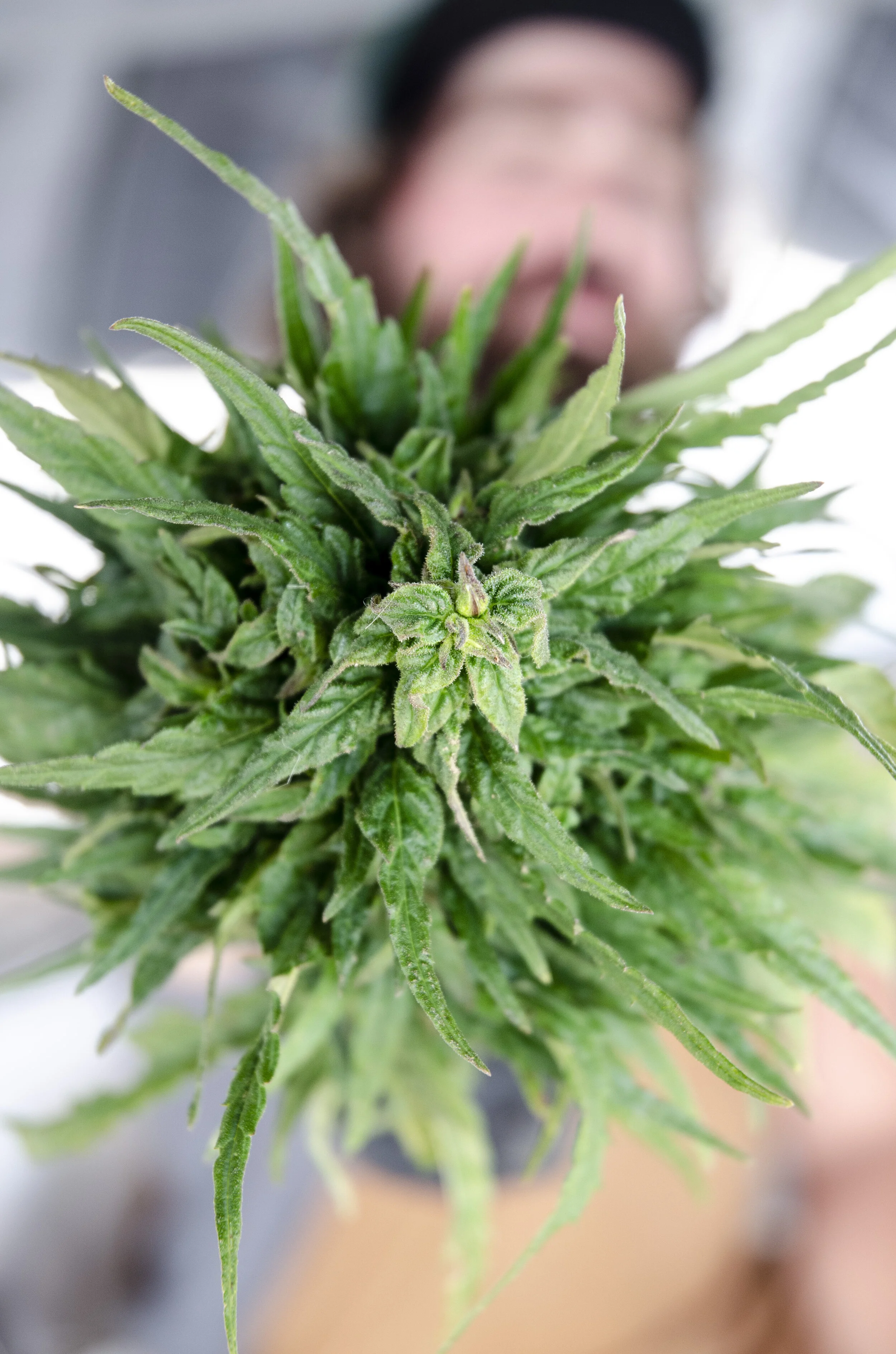 Michaels Flower2.JPG