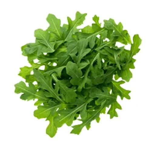 Baby Arugula.JPG