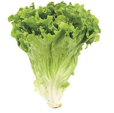 Green Leaf Lettuce.JPG