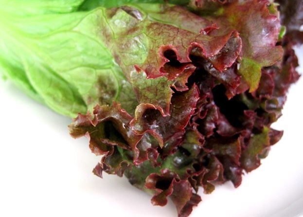 Red Leaf Lettuce.JPG
