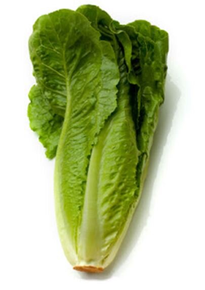 Romaine Lettuce.JPG
