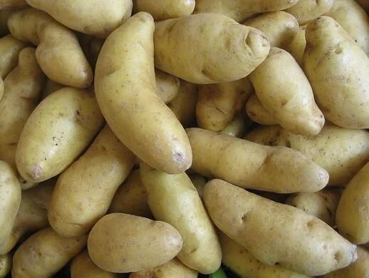 Fingerling potatos.JPG