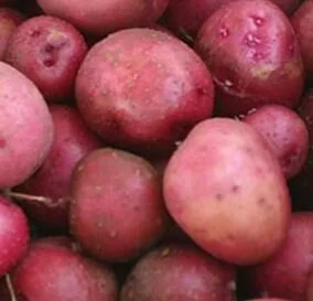 Red mini potato.JPG