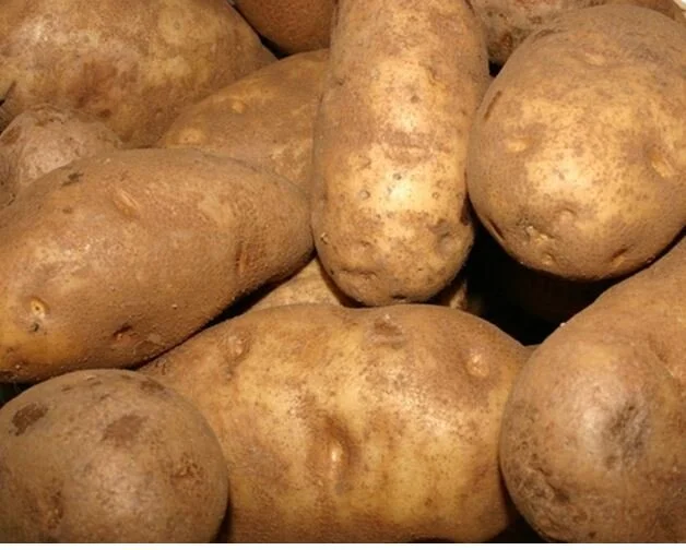 Russet Potato.JPG