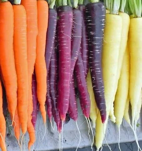 Tri-Colored carrots.JPG
