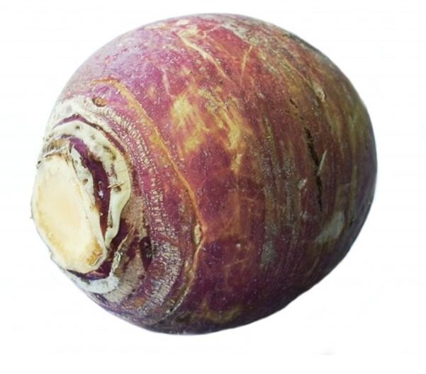 Turnip.JPG