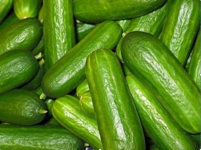 Baby cucumber.JPG