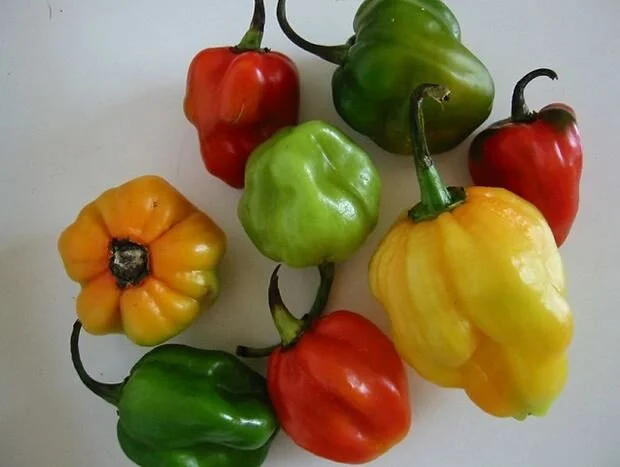Scotch Bonnet.JPG