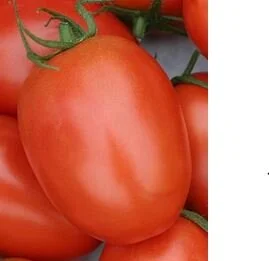 Roma tomato.JPG
