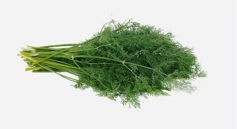 Dill.JPG