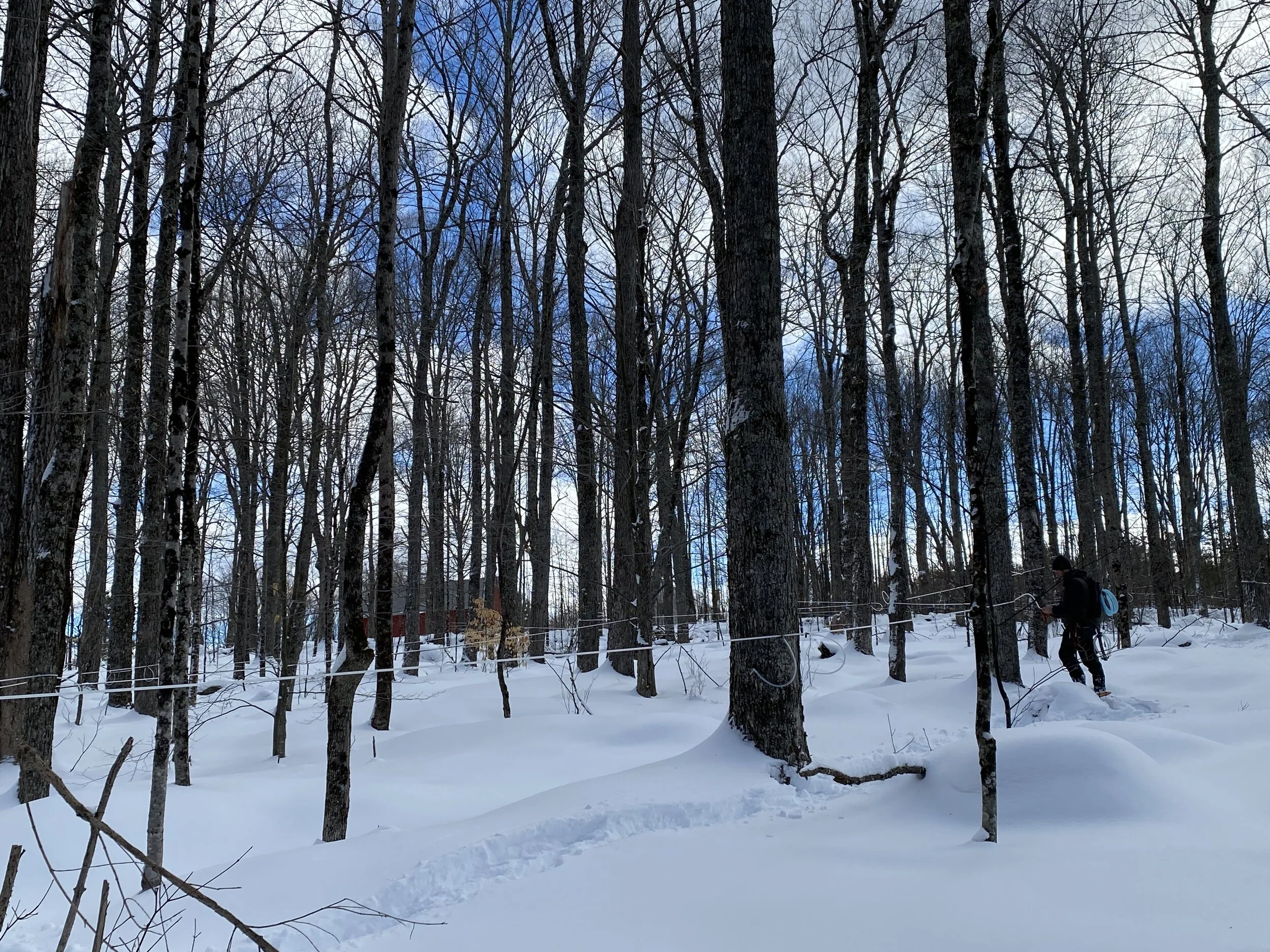 Sweet Signs of Spring