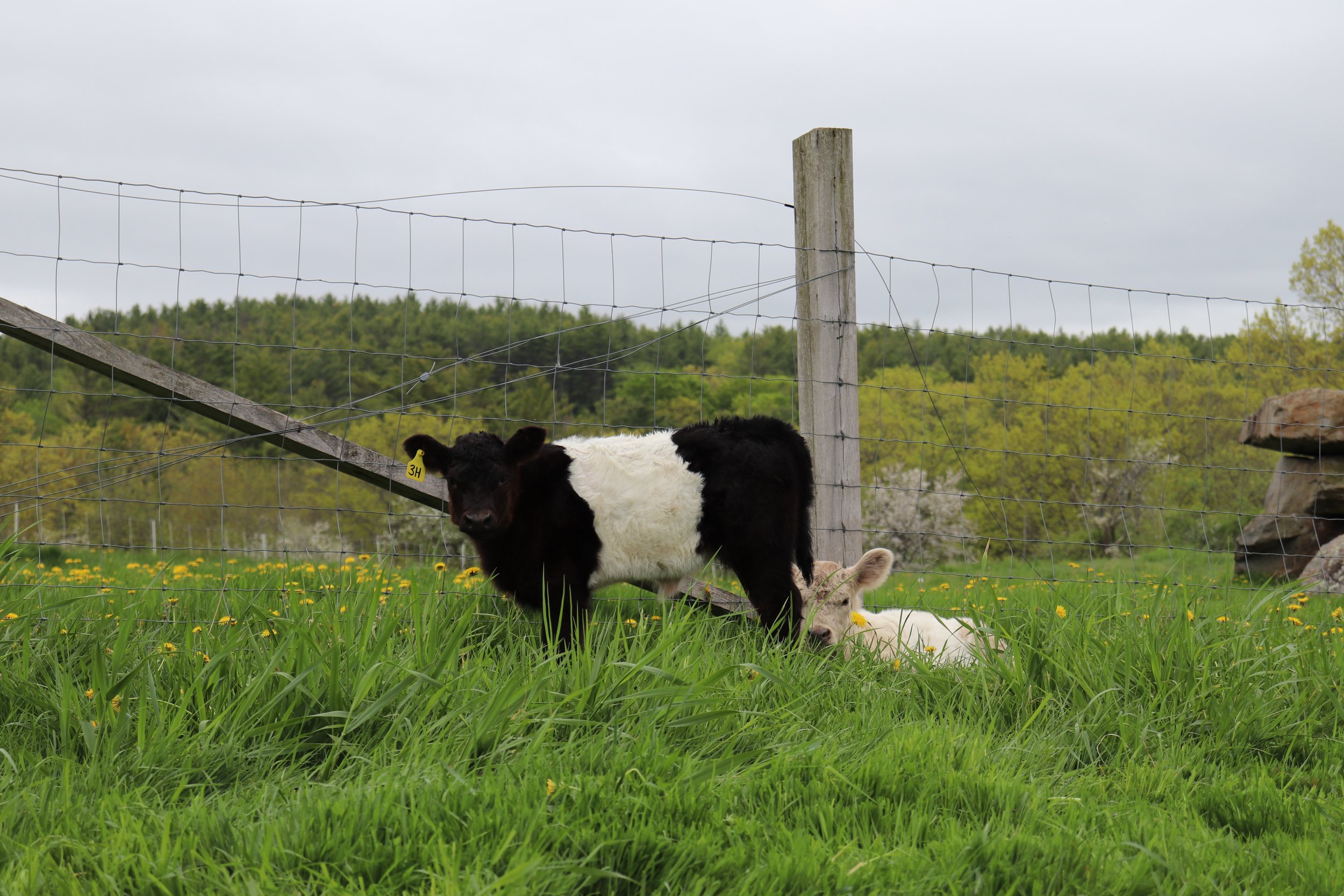 NH Beef Producers Assn Tour