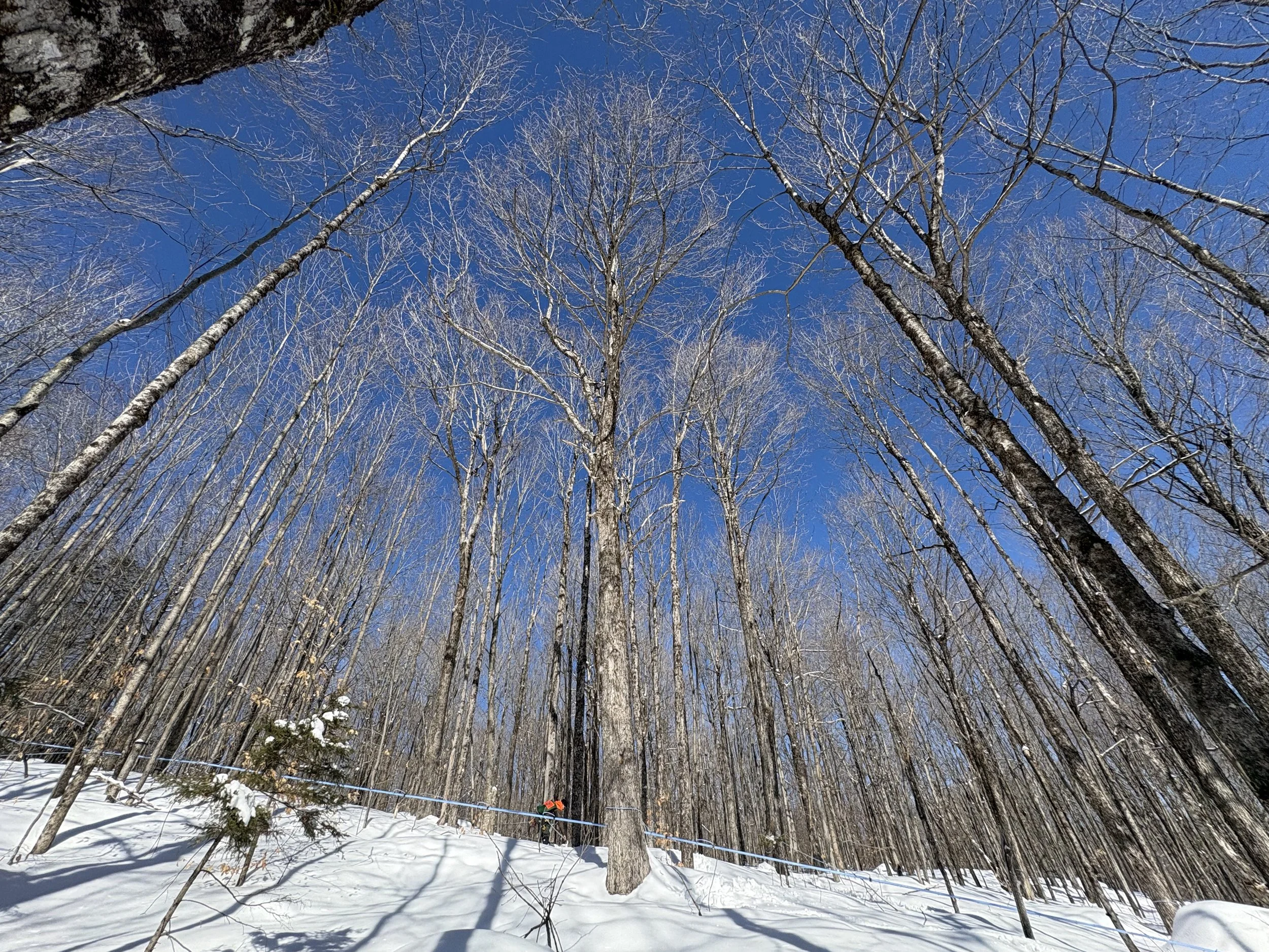 Kicking off the 2026 Maple Season