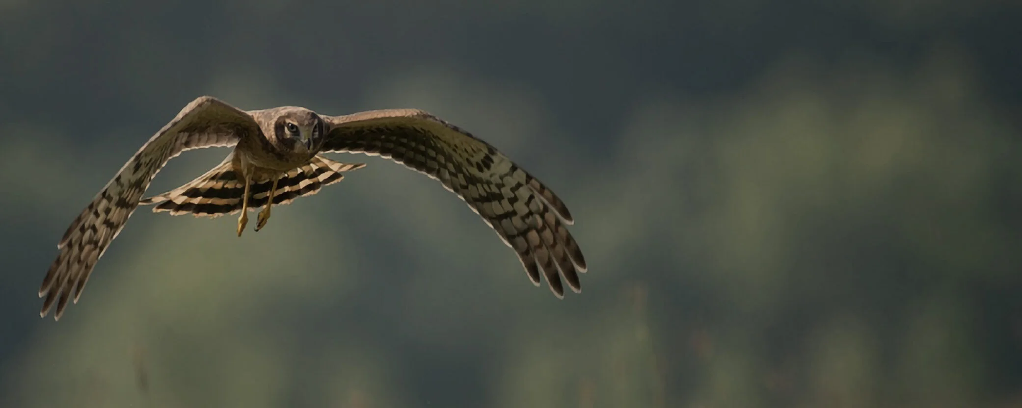 harrier_contactpage.jpg