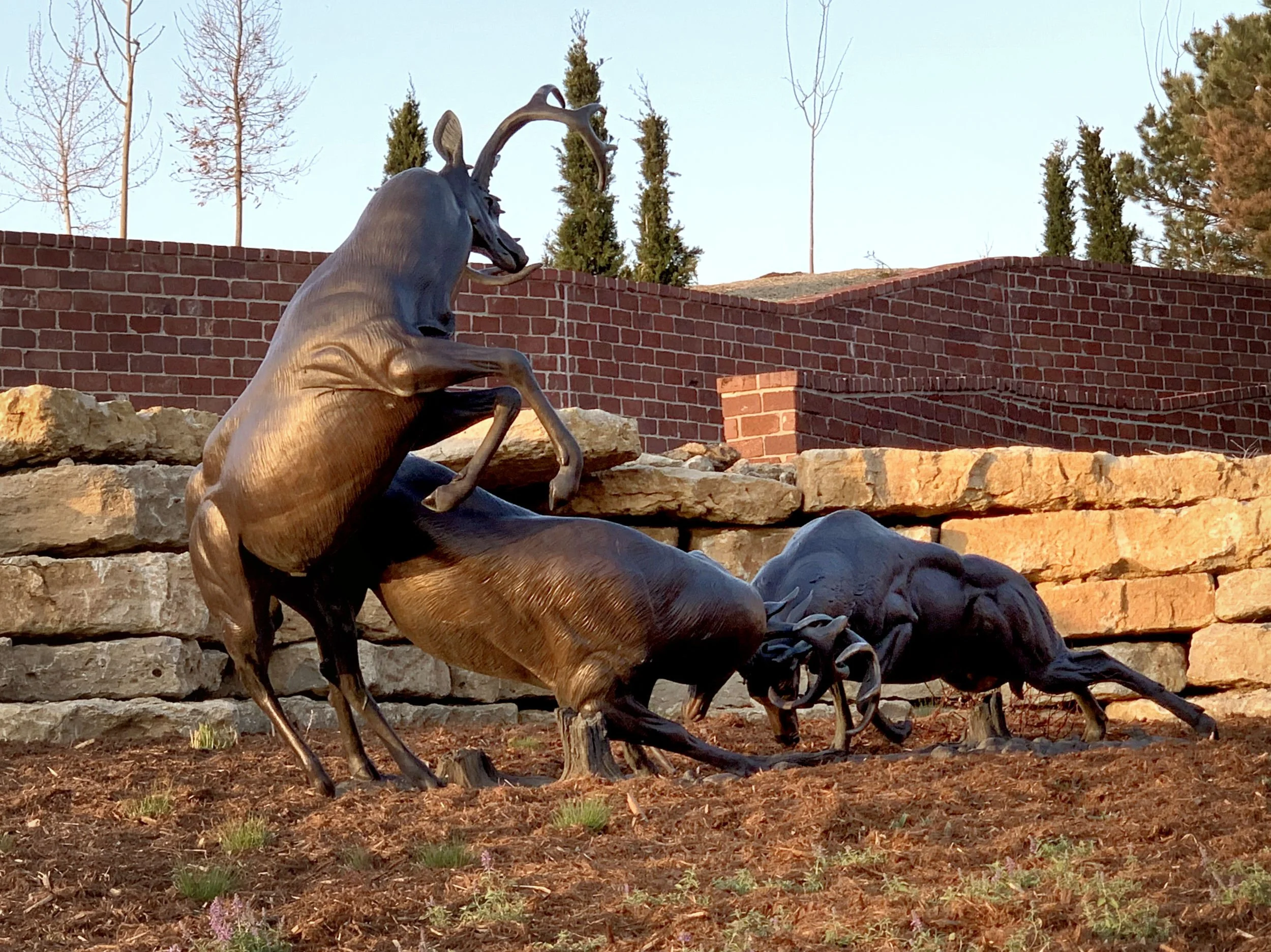 Fighting Bucks Bronze Whitetail Deer Sculpture